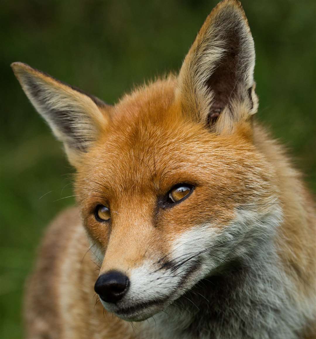 Foxes have been chased by hounds in the county