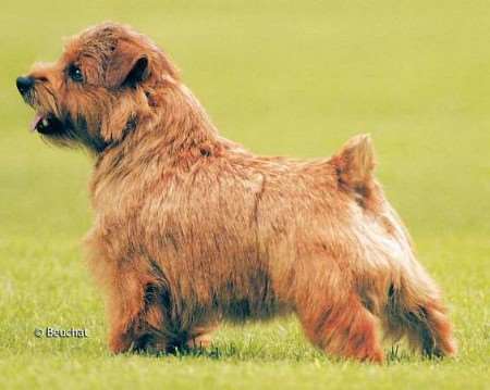 TOP DOG: Coco beat six other group winners to the title