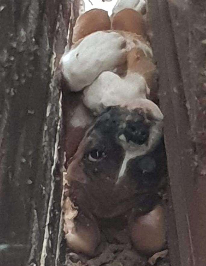 The puppy became stuck after exploring its new home