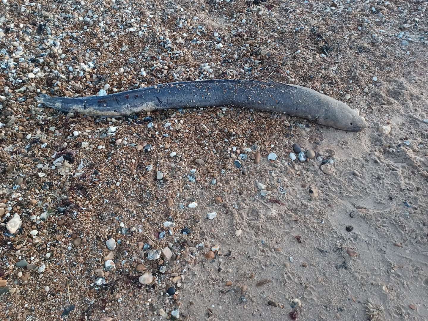 The conger eel was found washed up on Whitstable beach