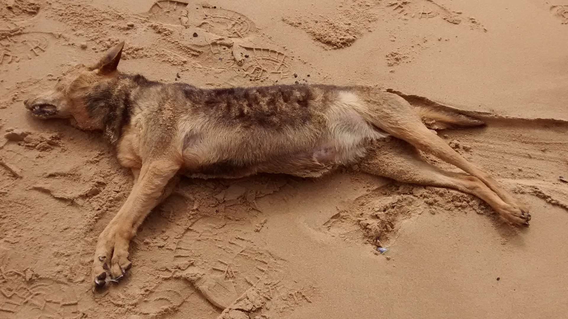 The dog was found wrapped in a plastic sheet on Ramsgate Main Sands.