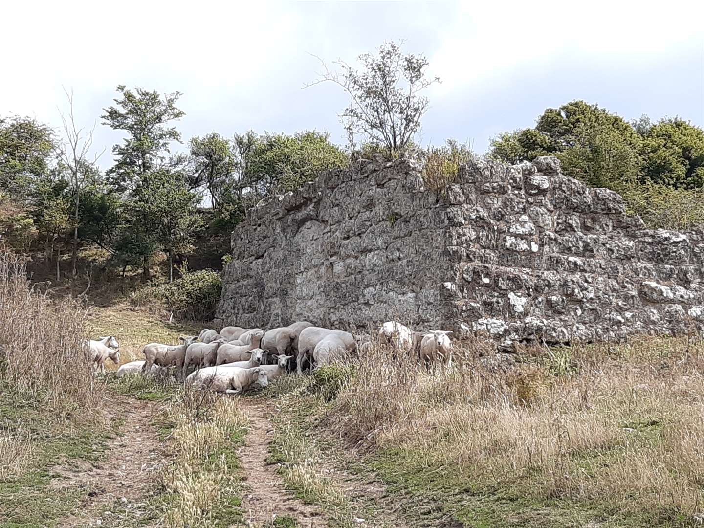 Sheep now surround the ancient chapel