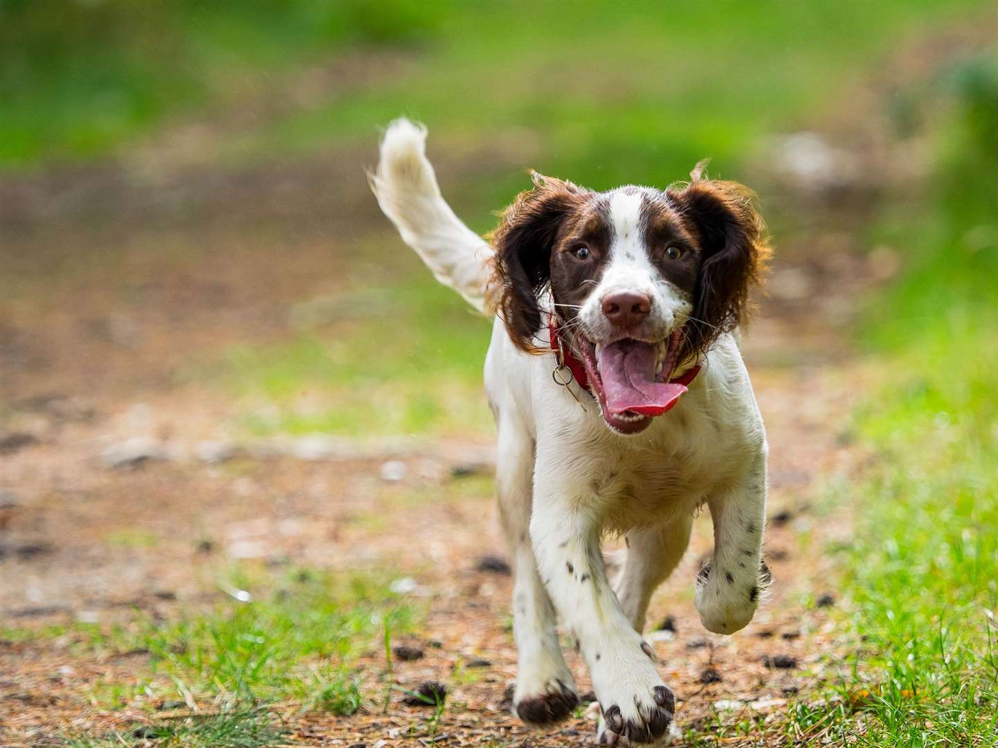 A springer spaniel puppy.  Image from a picture agency