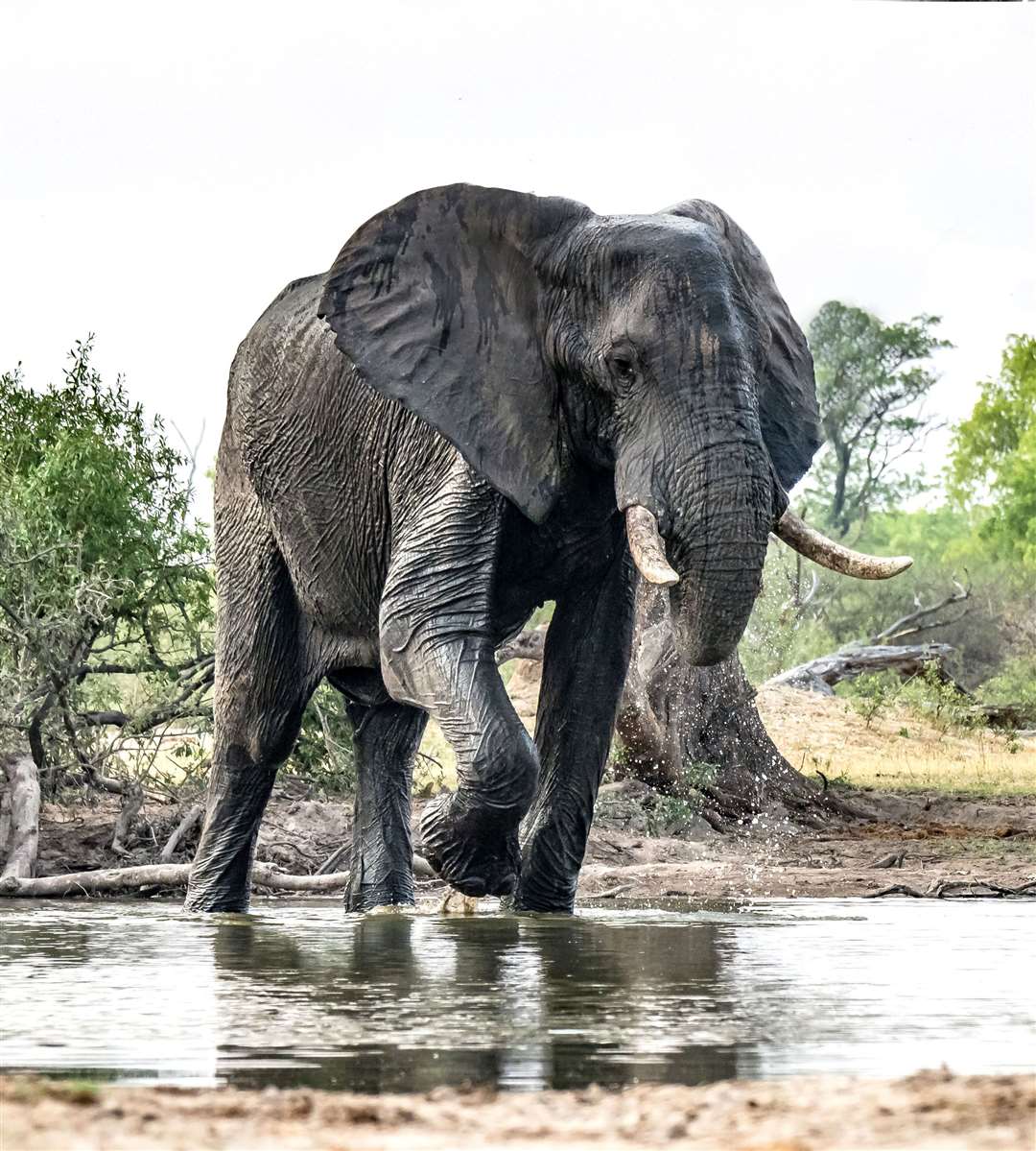 An African elephant snapped in Zimbabwe by Richard Winston (8749028)