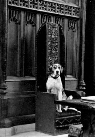 Caesar, the Courtaulds' great dane in the Great Hall