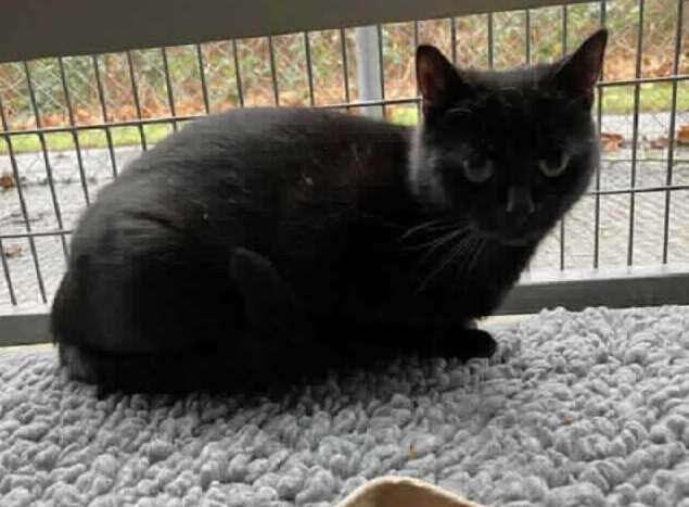 Black cat Mabel needs a home