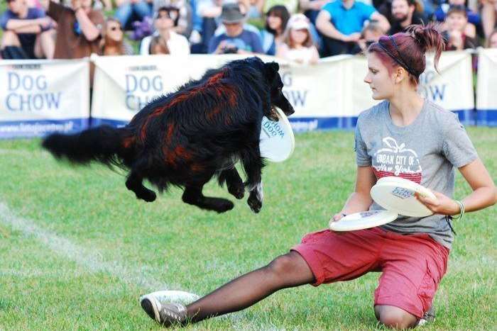 Dog frisbee at last year's event