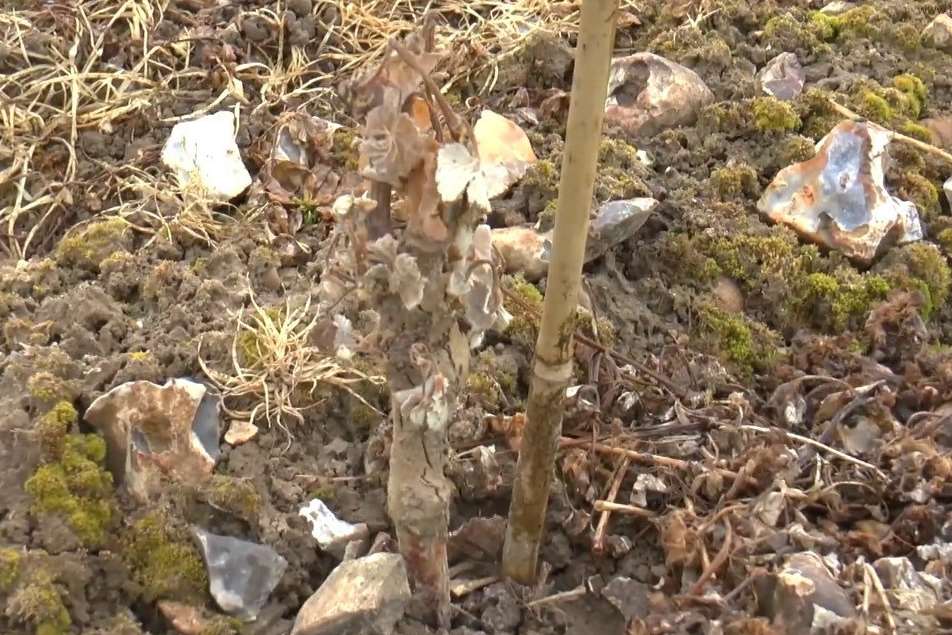 A frost-damaged vine at Simpsons Wine Estate