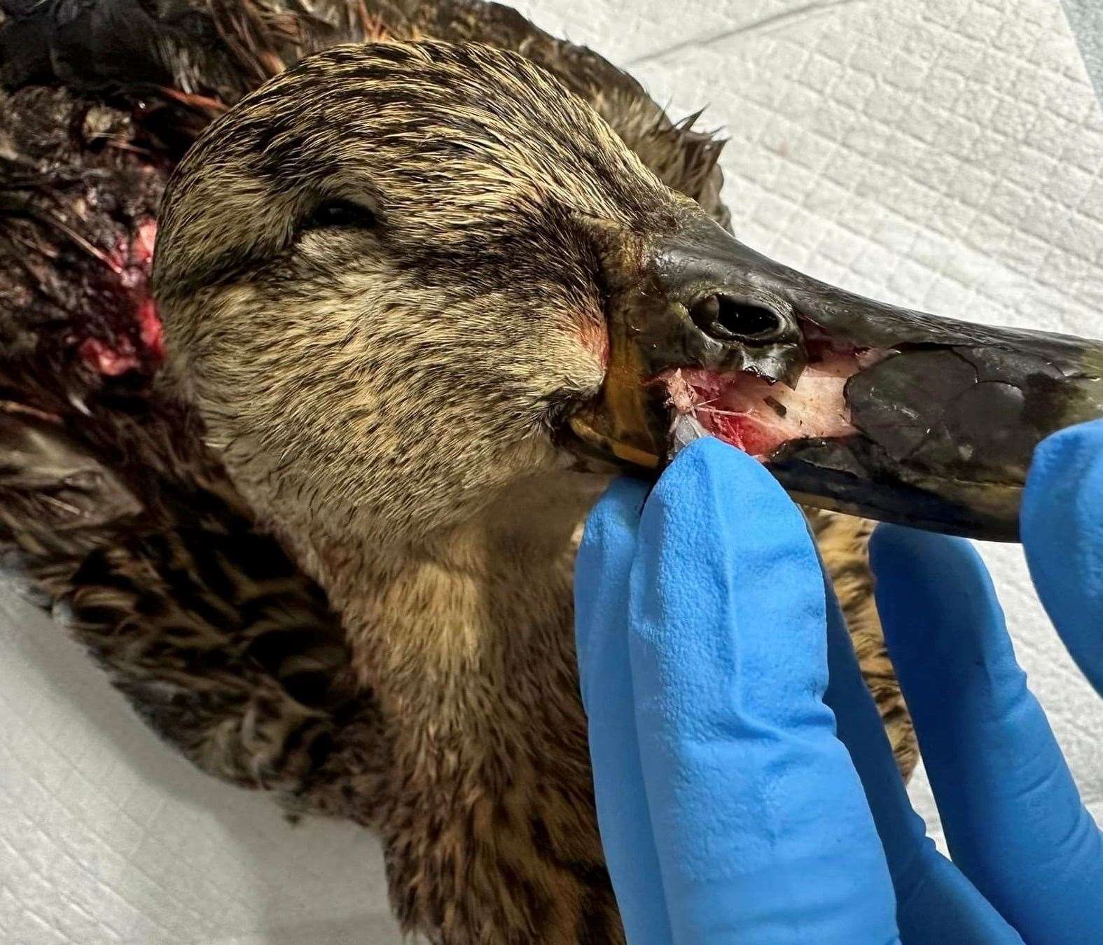 The duck's beak was shattered in the catapult attack. Picture: Columbines Wildlife Care