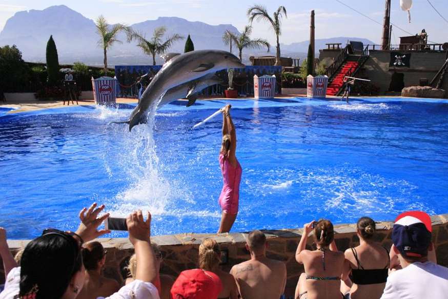 The dolphin show at Mundo Mar
