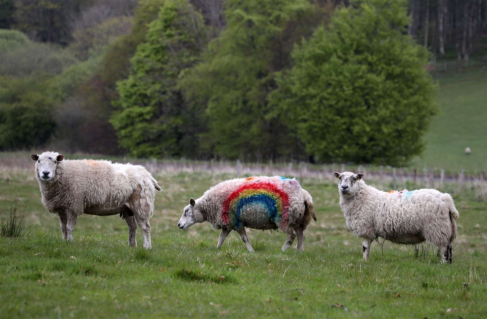 A sheep with a rainbow painted on its side in a field near Dunblane (Andrew Milligan/PA)