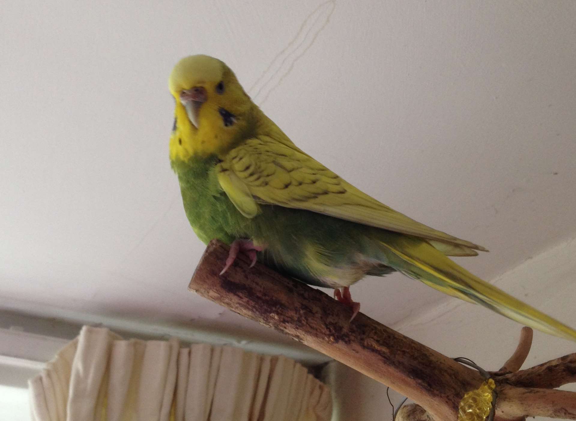 Wye lost budgie: Owner Susan Vadencourt appeals for help1919 x 1404