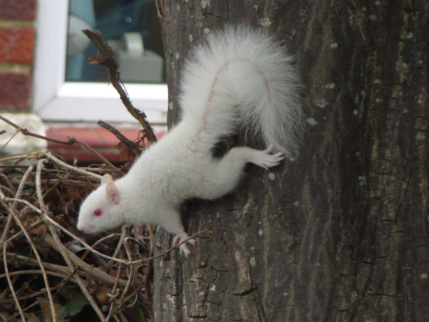 A rare albino squirrel has been spotted in a suburban back garden