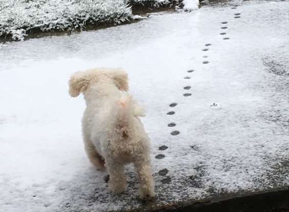 A dog makes its way through the snow in Maidstone. Picture: Sarah Friday