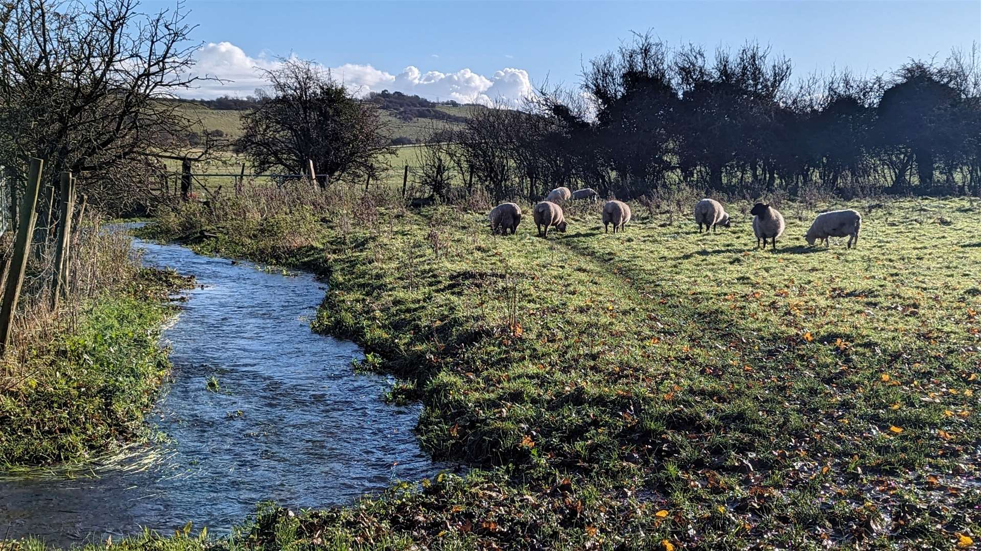 Sheep grazing in the Elham valley