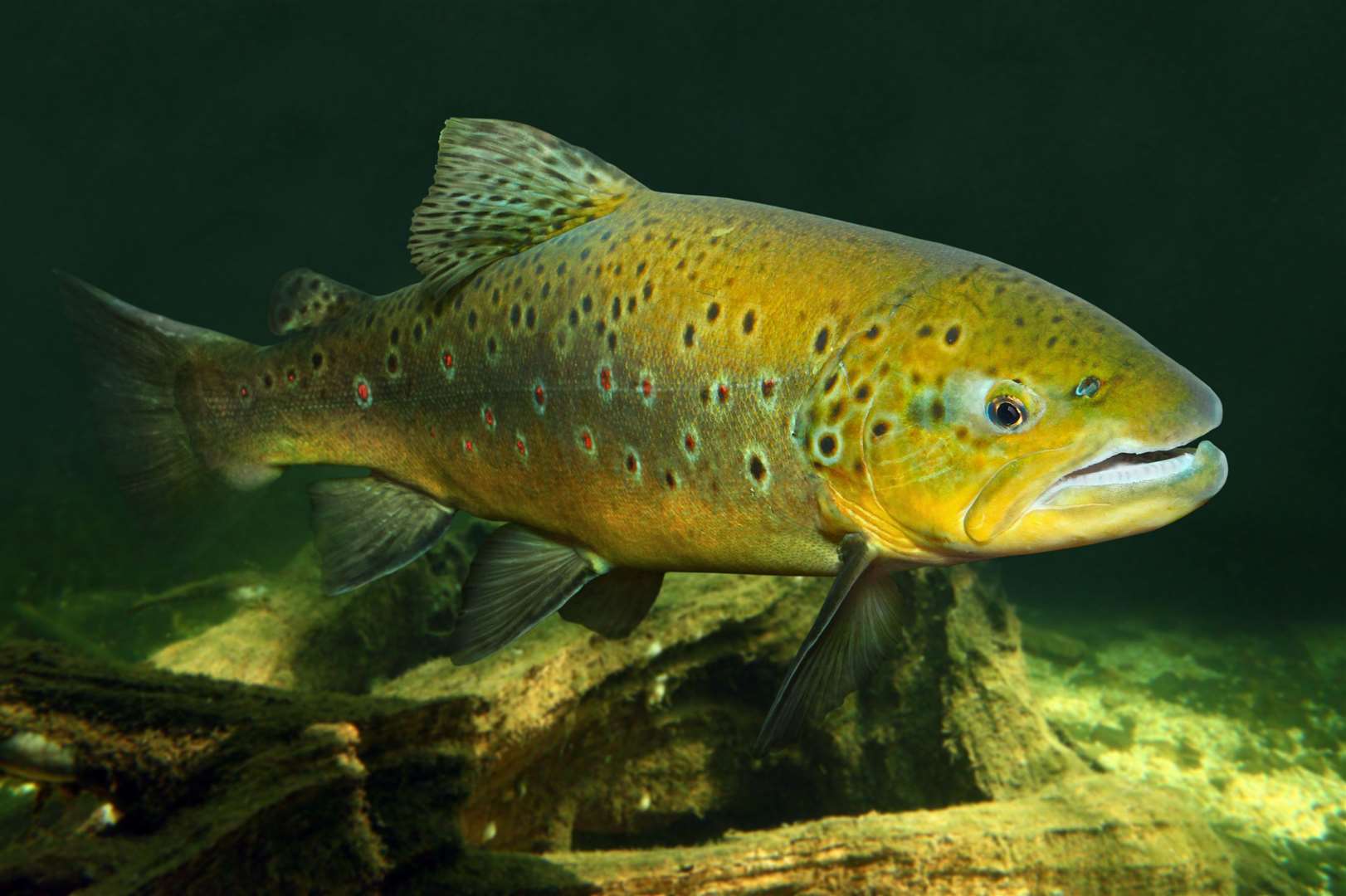 The Stour has stocks of Brown Trout