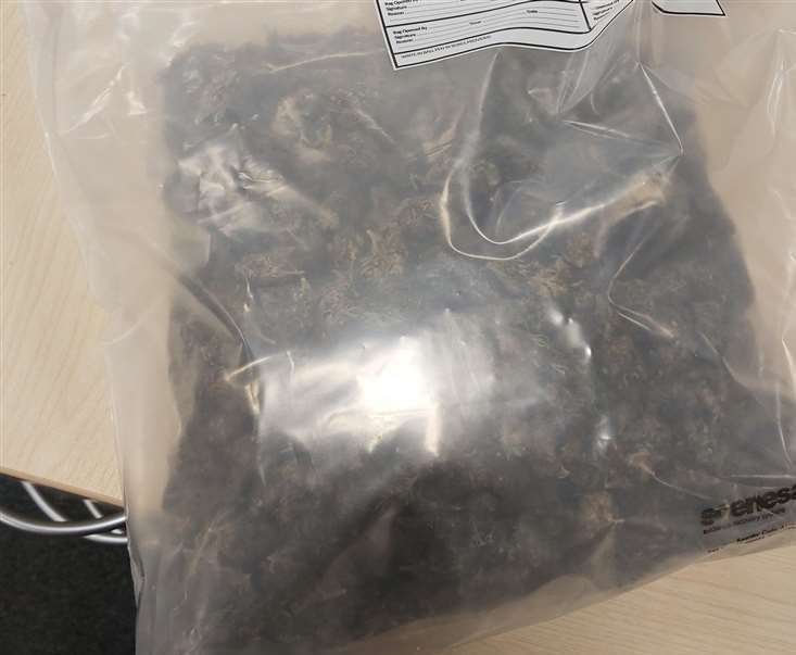 Cannabis seized from a house in Gravesend. Photo: Kent Police