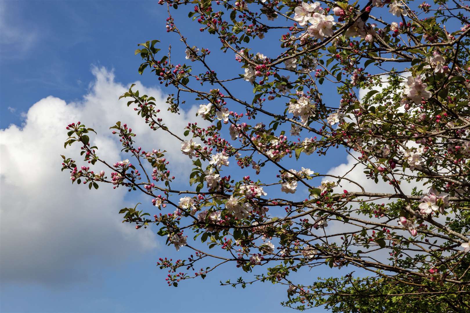 Crab apple blossoms can be found across Kent. Picture: National Trust / Mel Peters