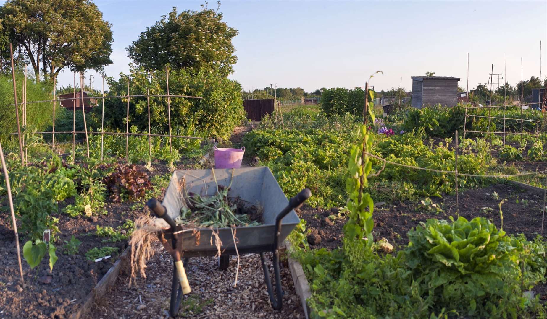 You could visit some allotments this weekend