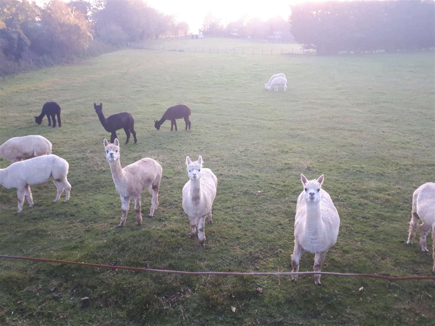 The field currently holds a flock of alpacas