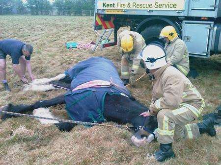 Horse rescue