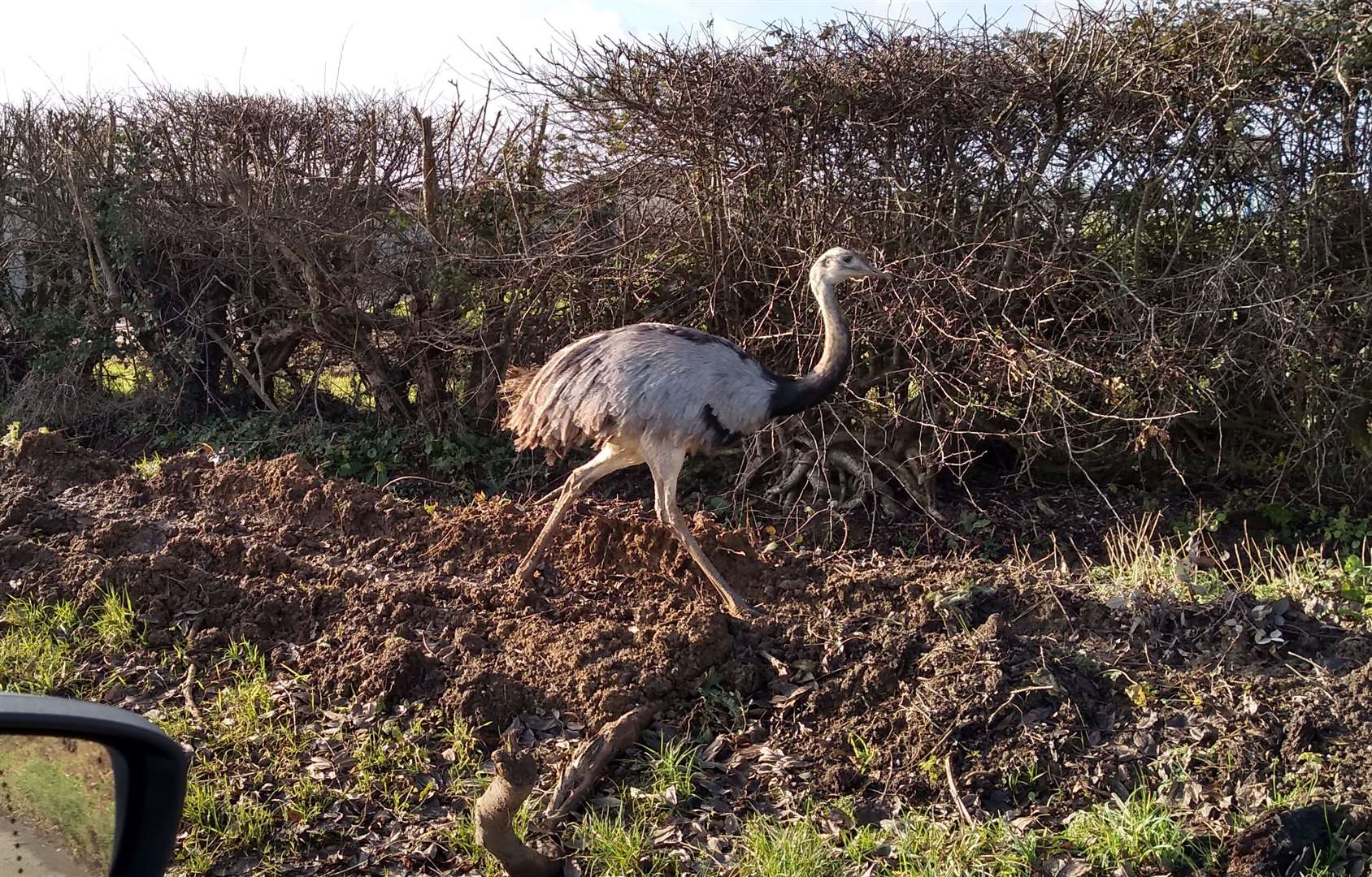 A rhea also caused queues after it escaped from a Sittingbourne field in December 2019. Photo: Adrian Gombault