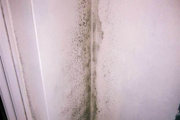 Mould seen on the walls