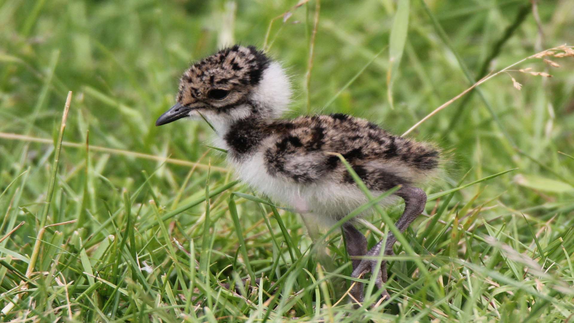 A Lapwing chick at Northward Hill, Cooling. Pic: Martin Lane