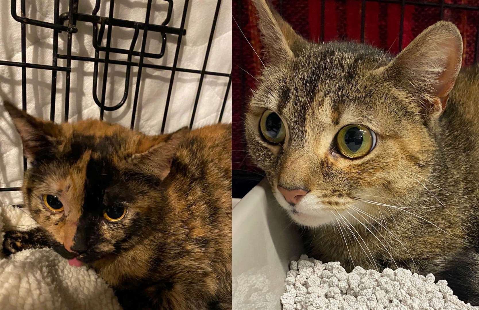 Marmite and Pumpkin, cats rescued from a road in Northfleet