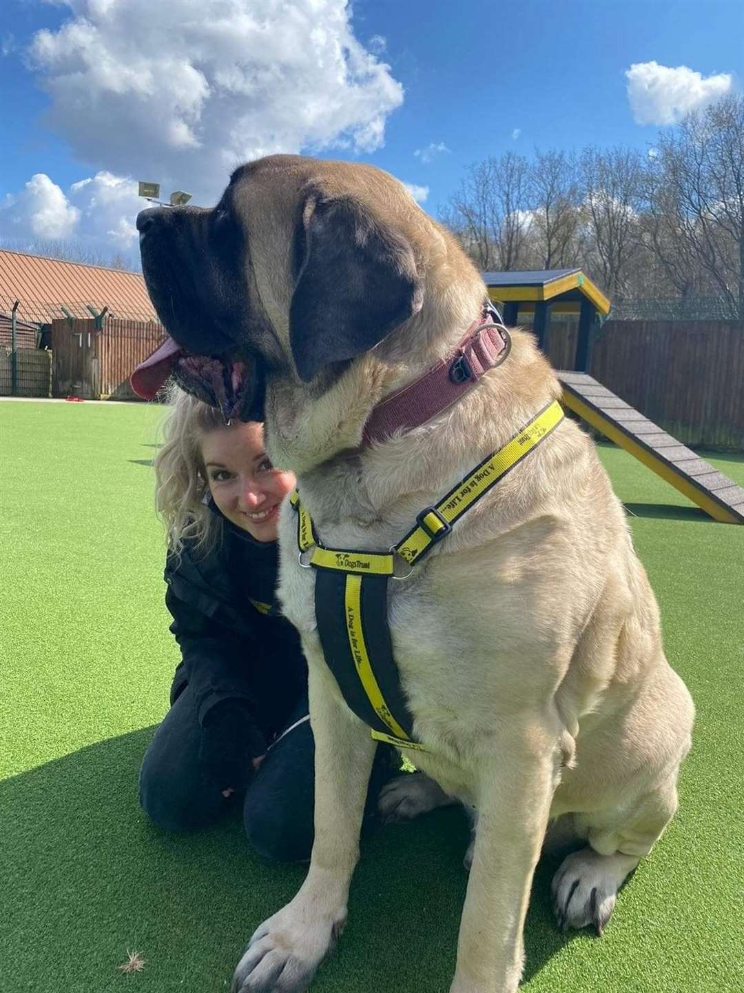 The mighty Galahad with home co-ordinator Rebecca Henson at the Dogs Trust