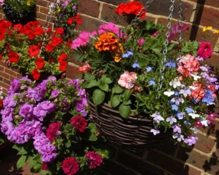 Thieves are targeting hanging baskets