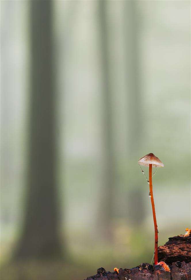 A mushroom in King's Wood in Challock which earned photographer Rob Canis a British Wildlife Photography Award