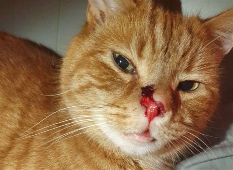 Rescue cat Trousers was left with a shattered nose and a hole in his face after being hit by a ball bearing fired from a catapult in Ashford