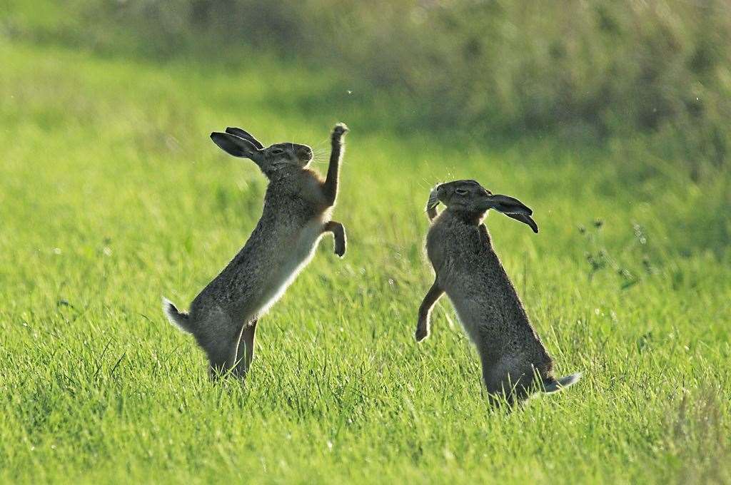Two brown hares boxing in a field at Elmlley Nature Reserve, Sheppey. Picture: Robert Canis