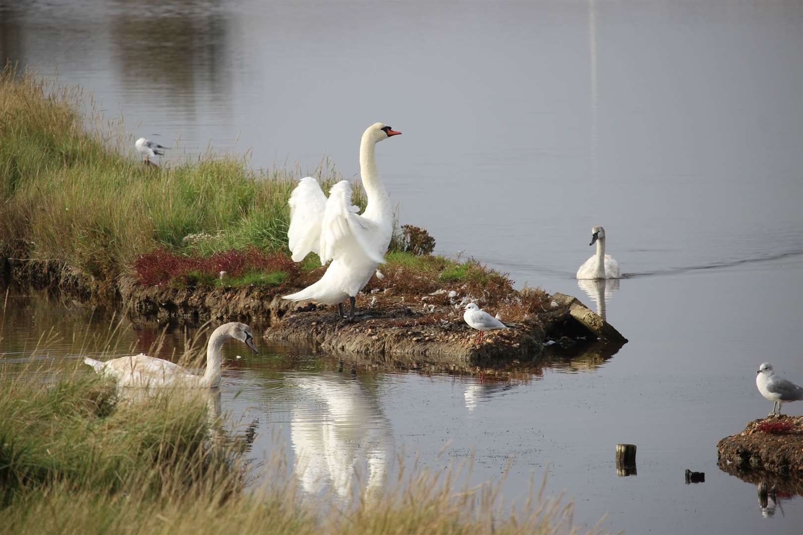 Swans at Barton's Point Coastal park, Sheerness. Picture: John Nurden (14284031)