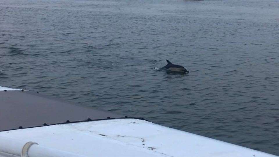 The dolphins followed closeby the Jetstream Tour rivercruiser