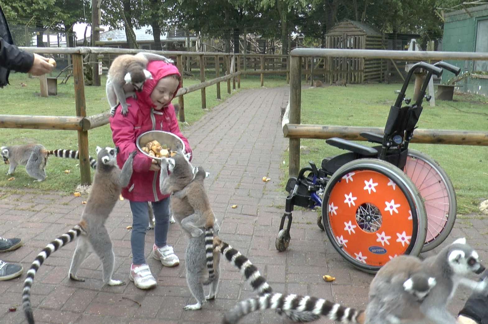 Ffion gave the lemurs some food