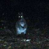 Wallaby spotted in Pluckley