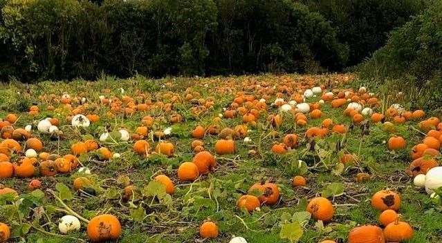 Spend a fun family day out picking pumpkins at Four Winds Farm. Picture: Four Winds Farm Facebook