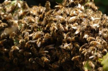 Bees swarm on city centre: library pictures