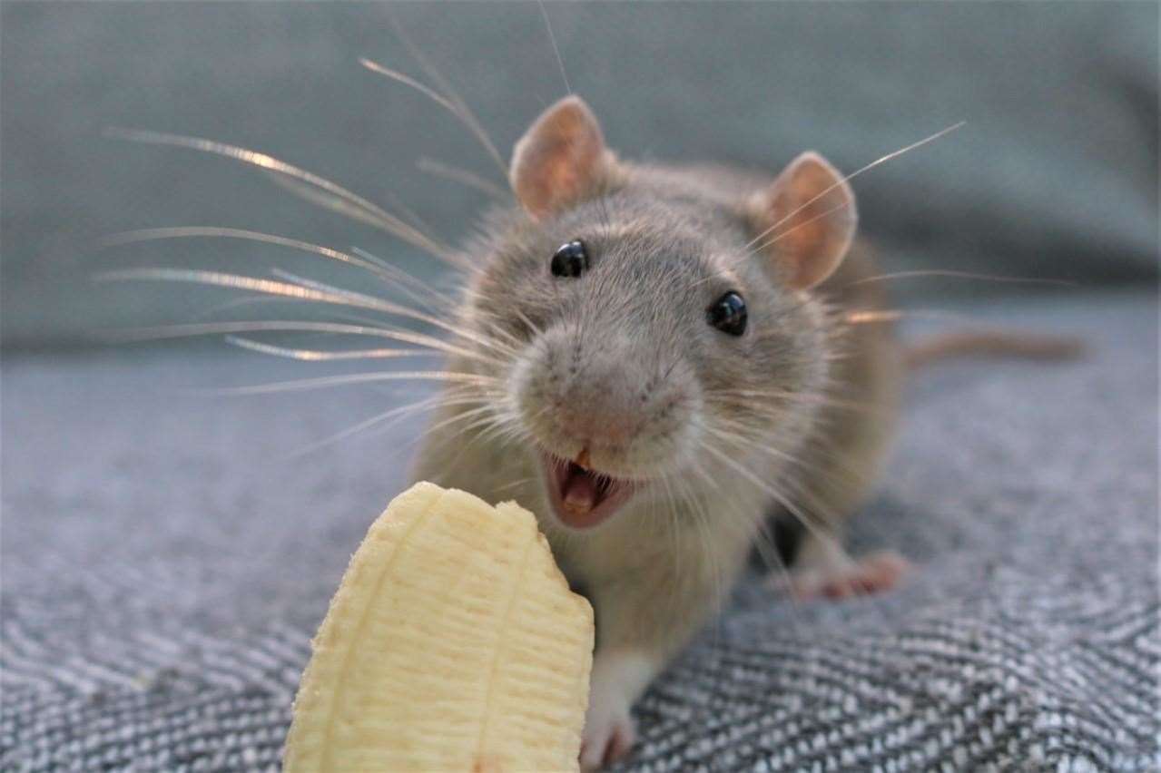 Maya Howarth's winning photo of her pet rat Pecan