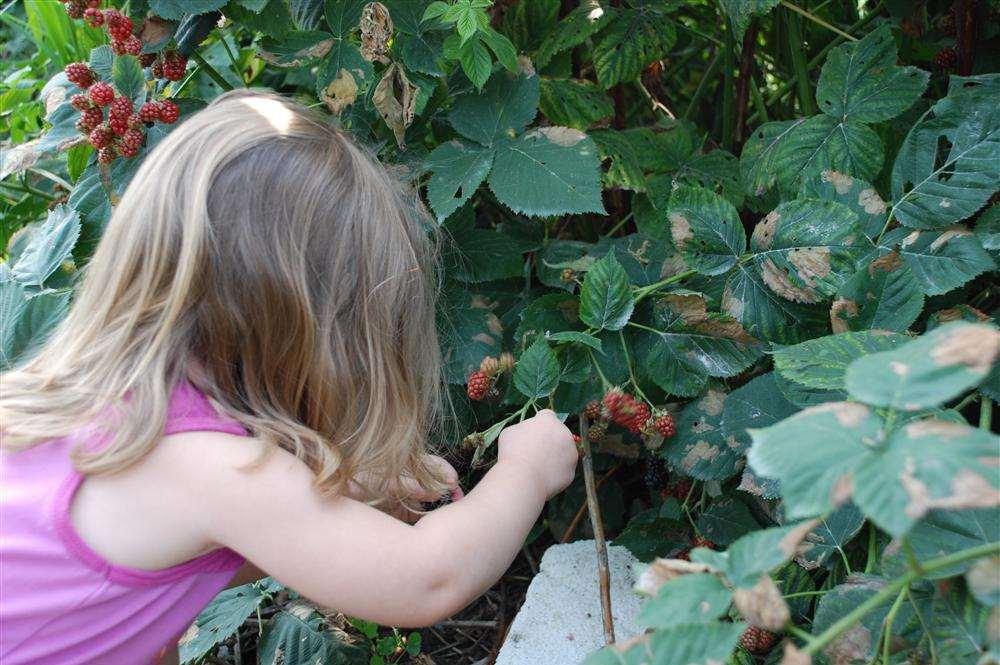 People are making the most of a bumper crop of wild fruit in Medway
