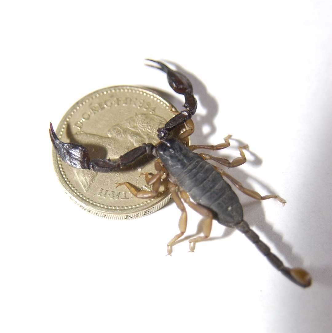 One of the famed scorpions living at the Sheerness docks compared to a coin. Picture: Andrew Wardley