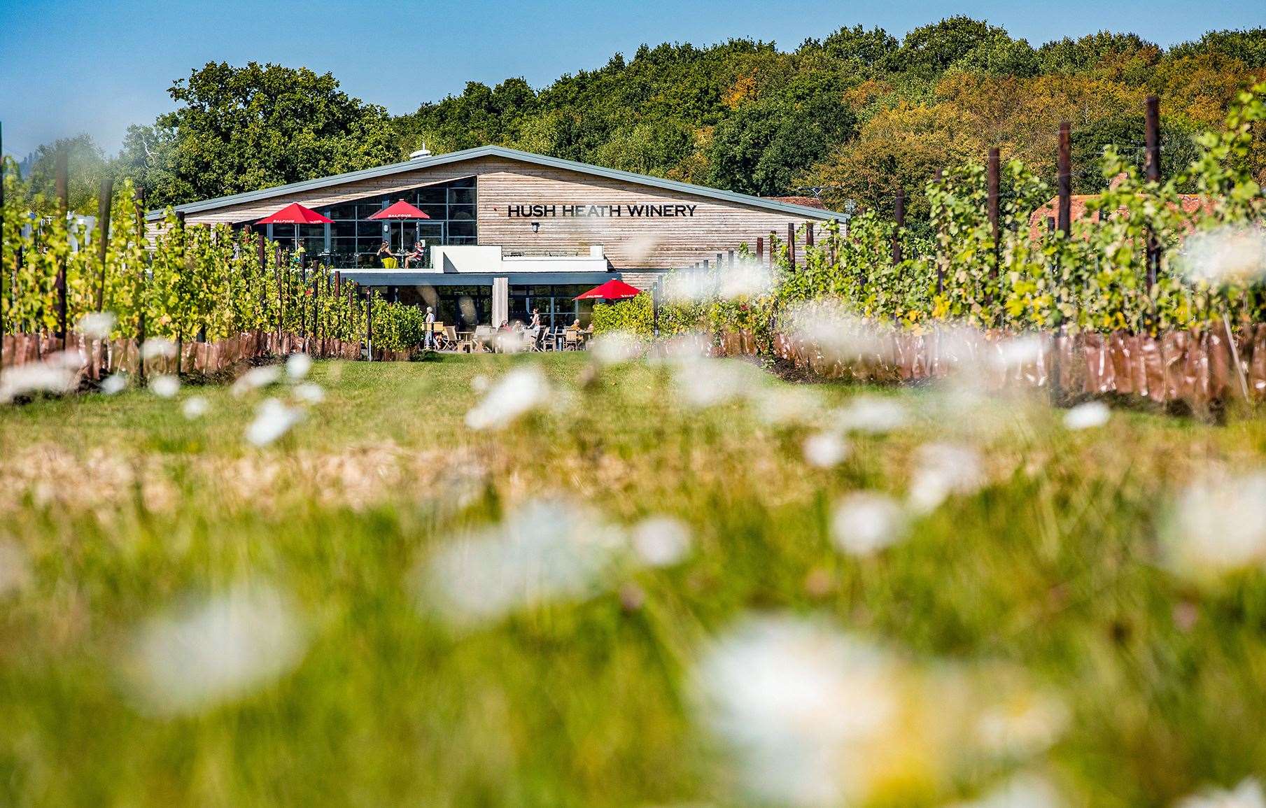 Hush Heath Estate is one of seven wine producers banding together to encourage wine tourism in Kent