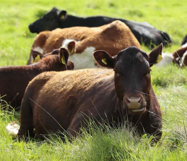 Three cows in Sandwich were culled after they tested positive for bluetongue last month. Stock picture