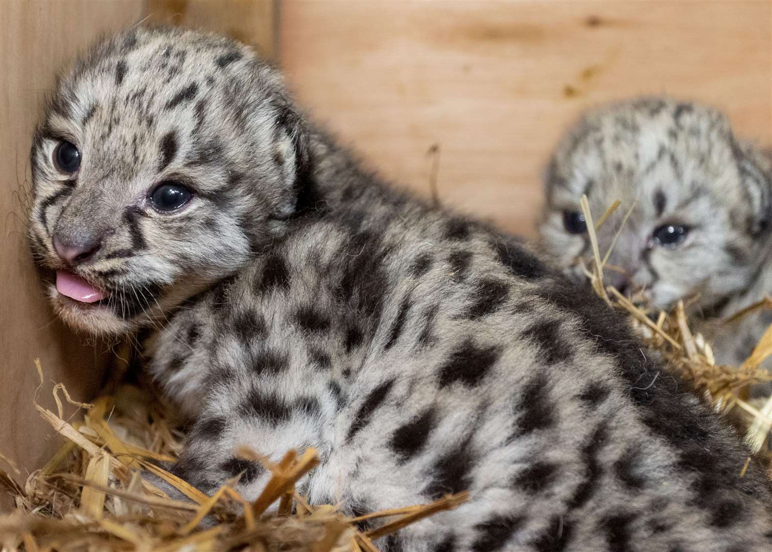 Spot and Stripe have been born at the Big Cat Sanctuary. Picture: Jack Valpy