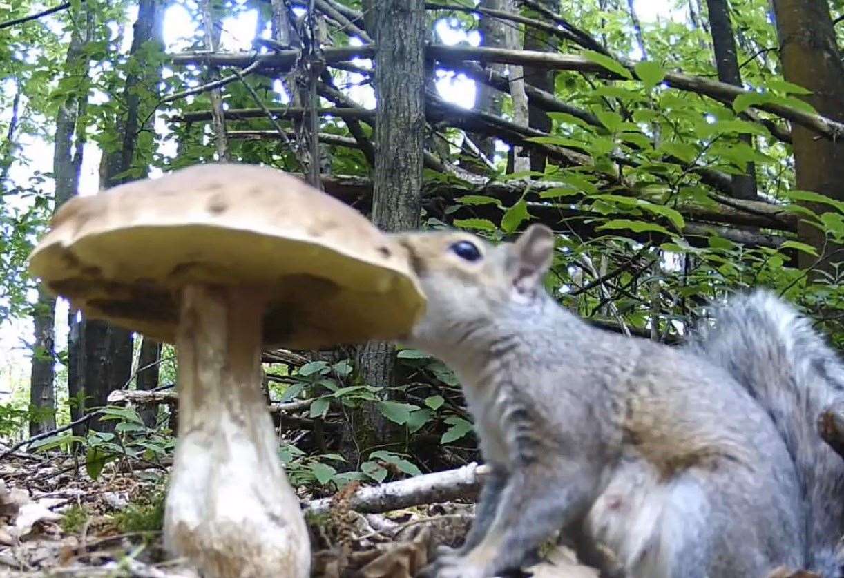 The squirrel was caught on camera tucking into the fungi after Stephen Sangster noticed mushrooms disappearing. Picture: Stephen Sangster
