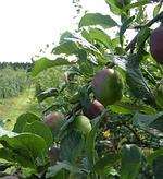 Apples at Brogdale Farm in Faversham.