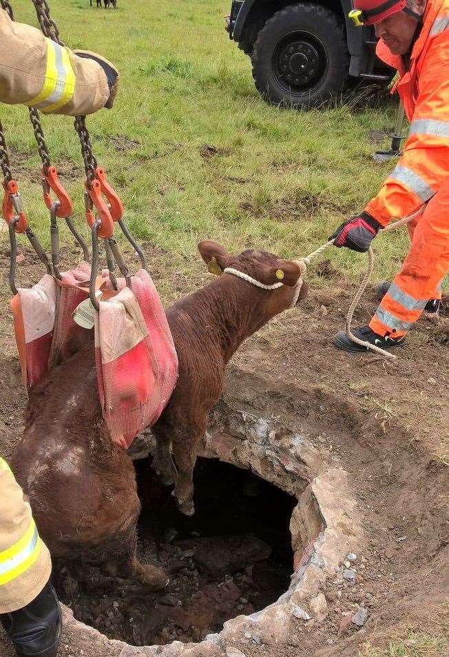 Firefighters rescue a calf from a hole off Linton Hill. Picture: Kent Fire and Rescue Service