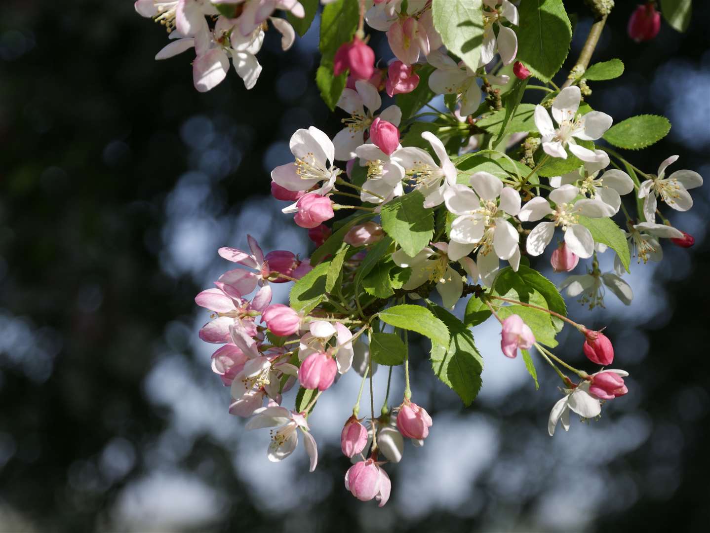 Crab apple blossom in the garden